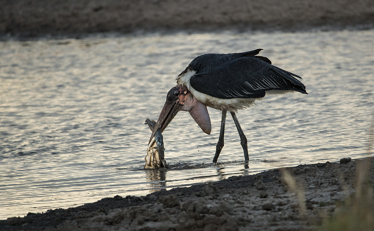 Marabu beim Fischfang