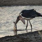 Marabu beim Fischfang