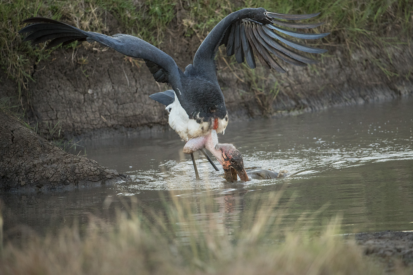 Marabu beim Fischfang