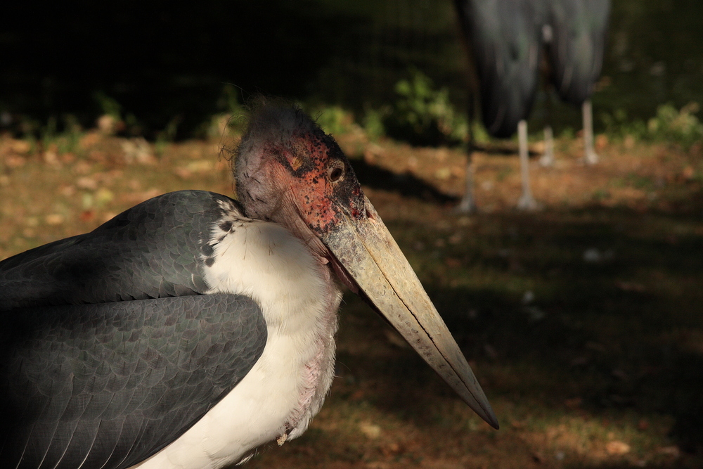 Marabu beim Sonnenbad