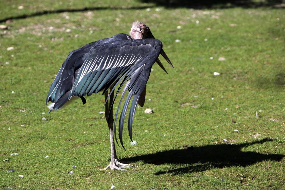 Marabu beim Sonnenbaden