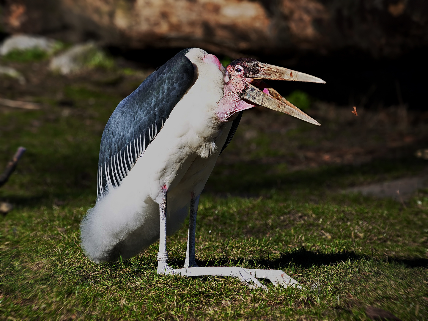 Marabu beim Spiel