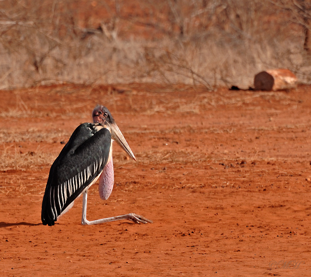 Marabu