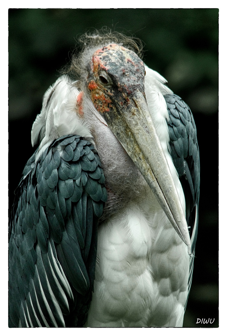 Marabu Foto & Bild tiere, zoo, wildpark & falknerei, vögel Bilder auf