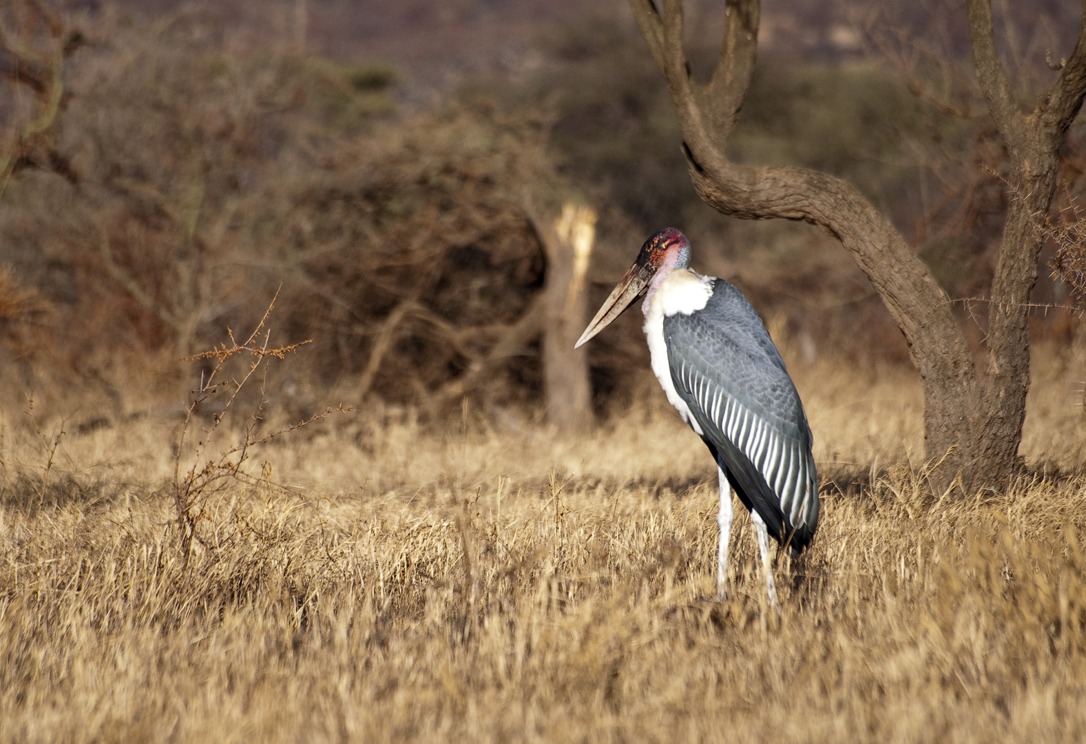 Marabu