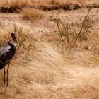 Marabu en Masai Mara