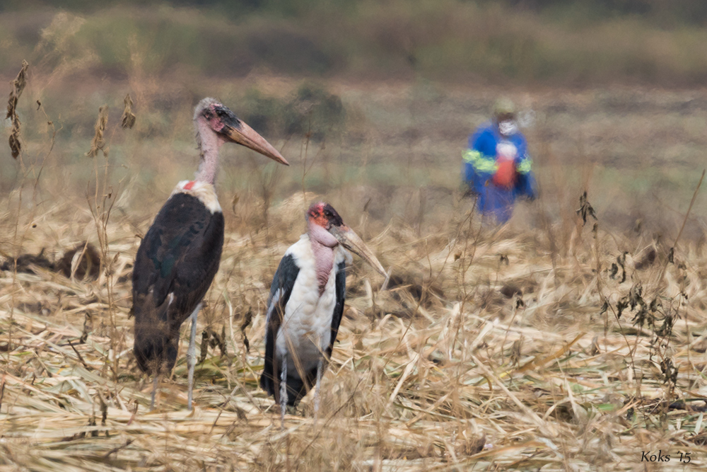 Marabu