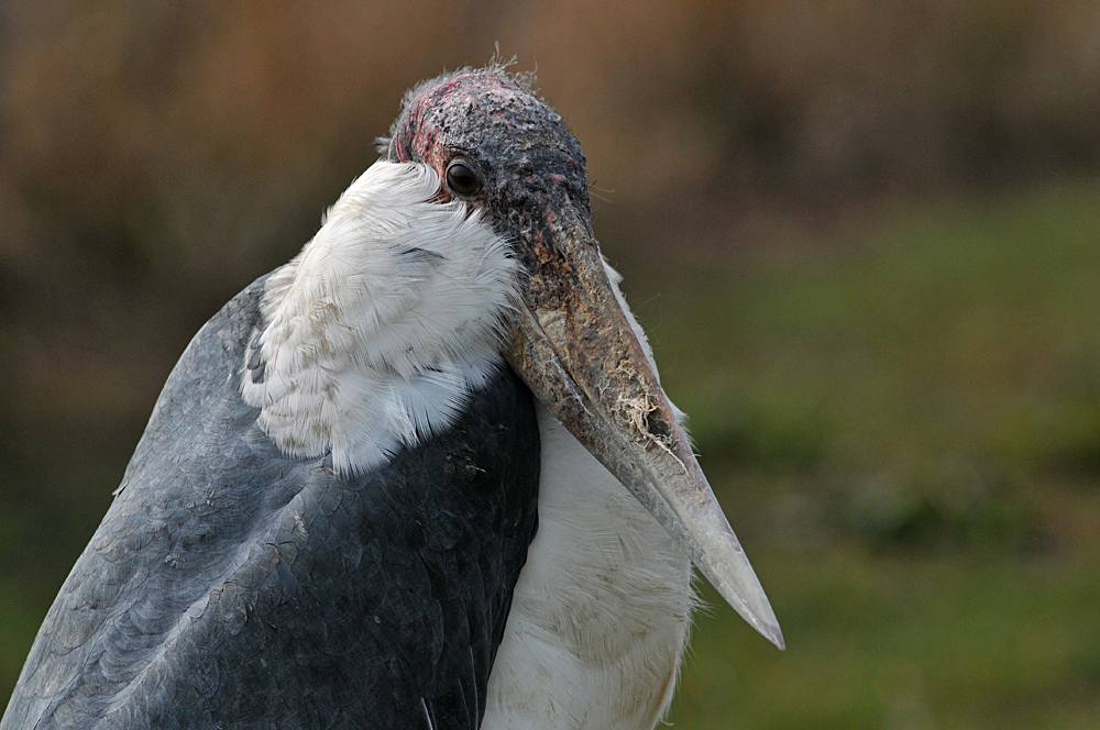 Marabu – Federkragen