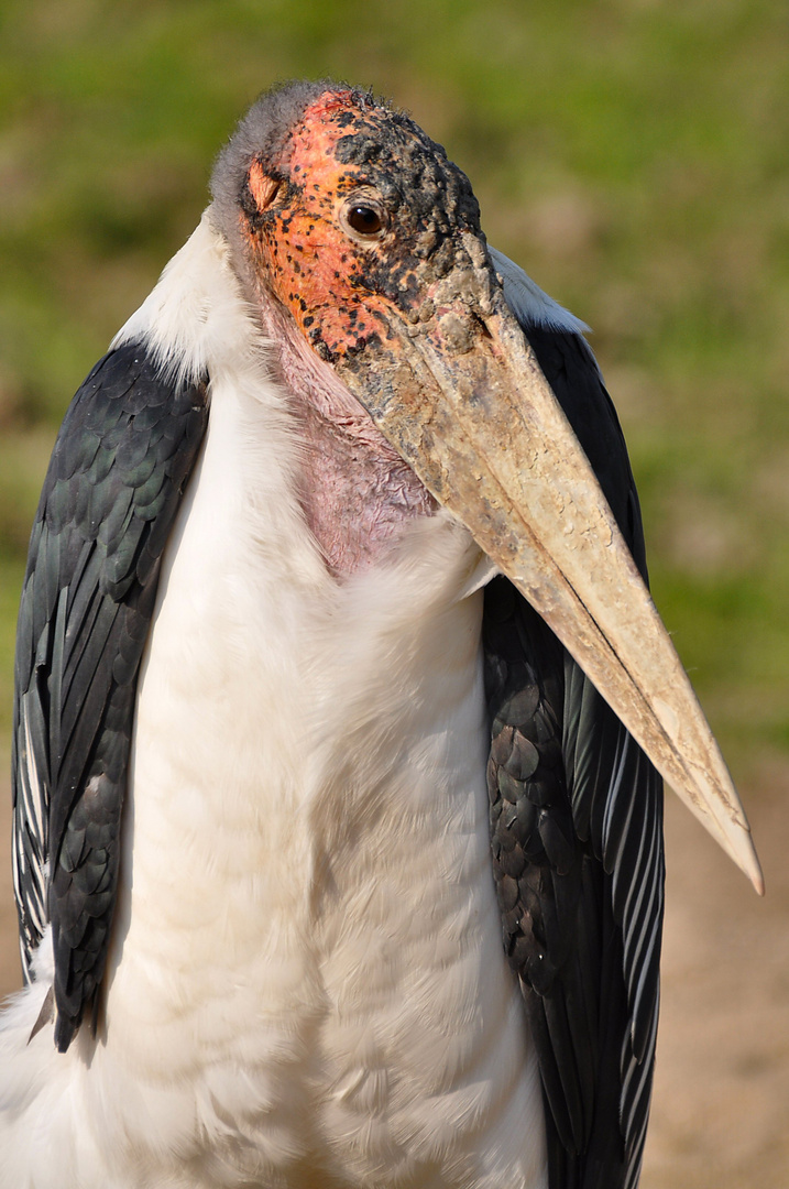 Marabu "Herr Schulze"