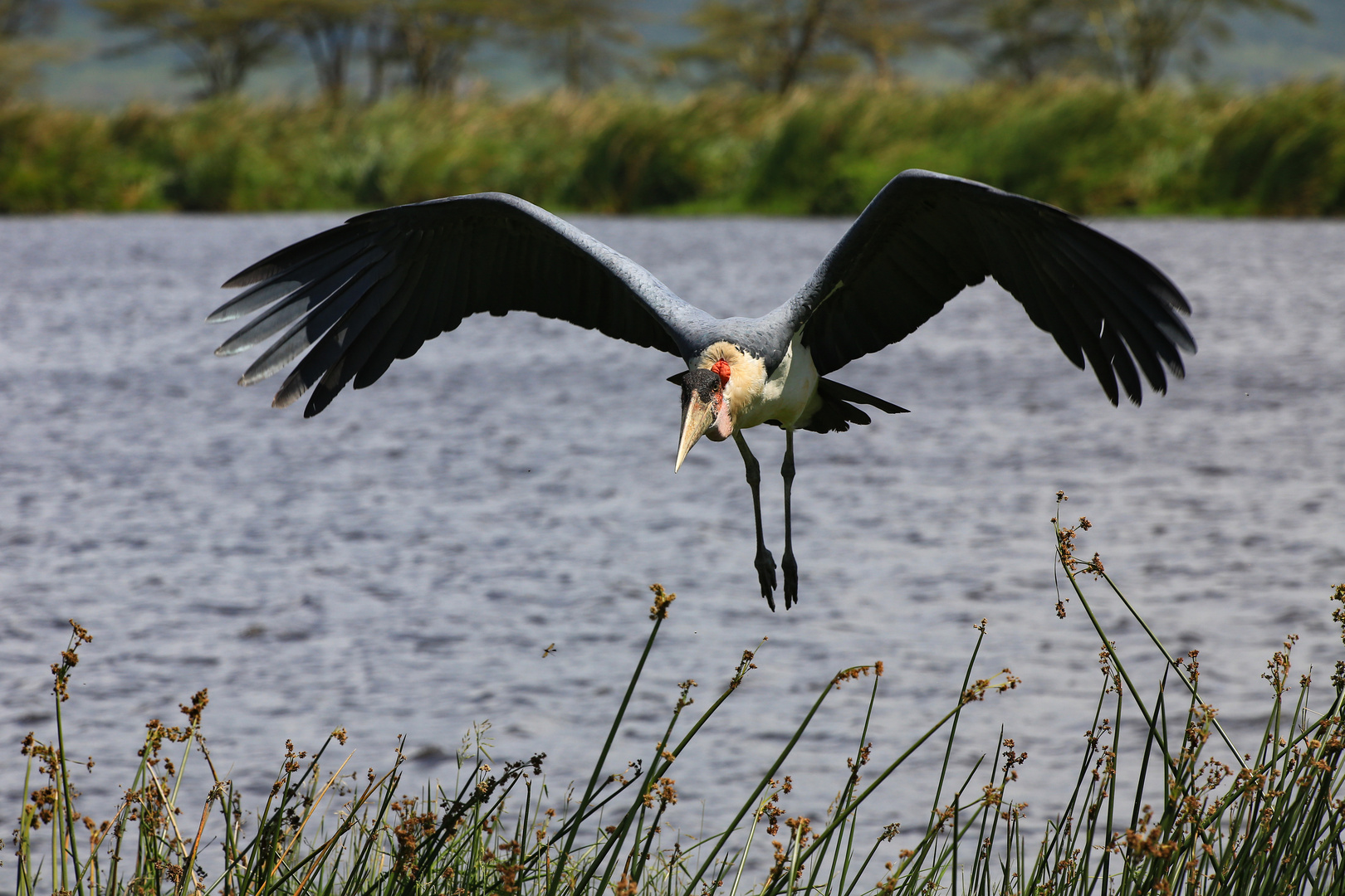 Marabu im Anflug