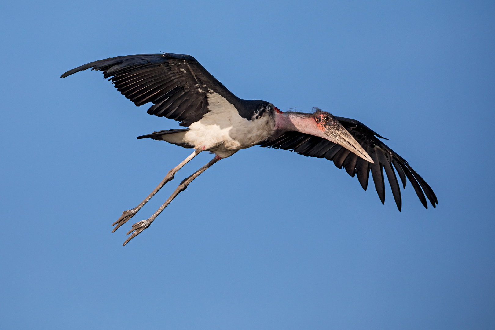 Marabu im Anflug