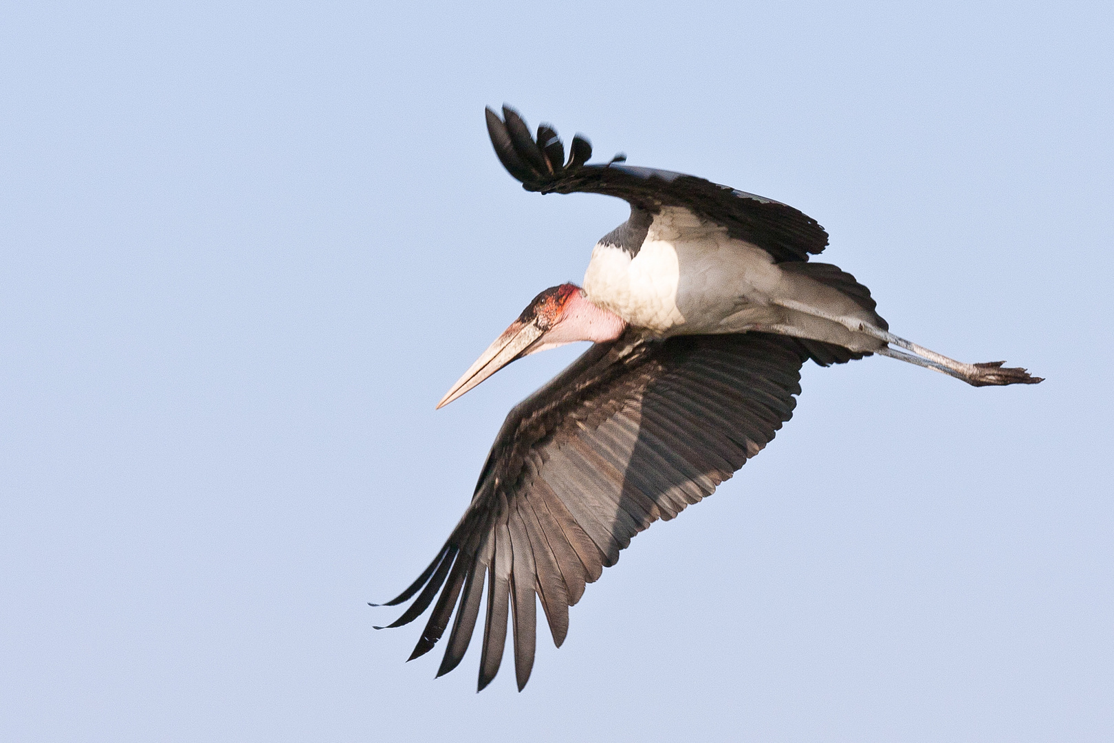 Marabu im Flug