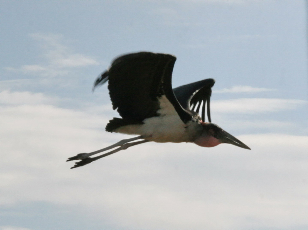 Marabu im Flug