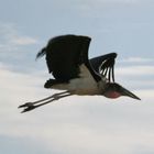 Marabu im Flug