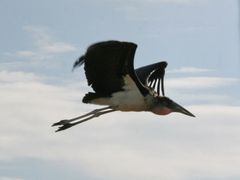 Marabu im Flug