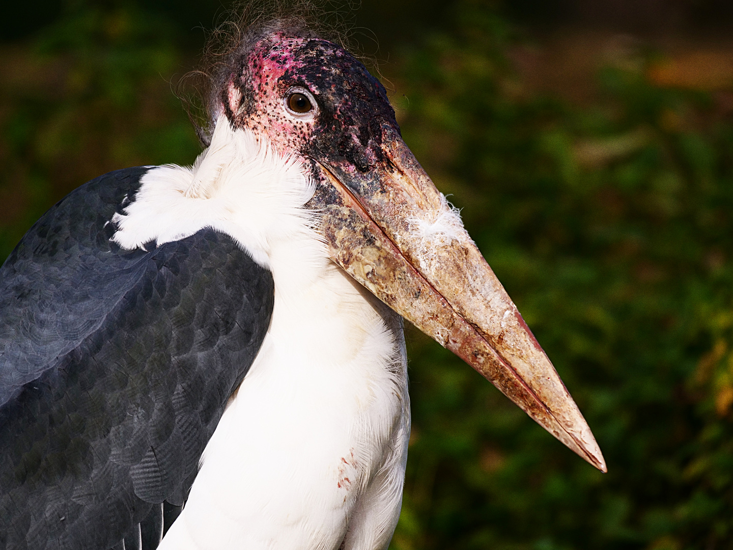 Marabu im Herbst