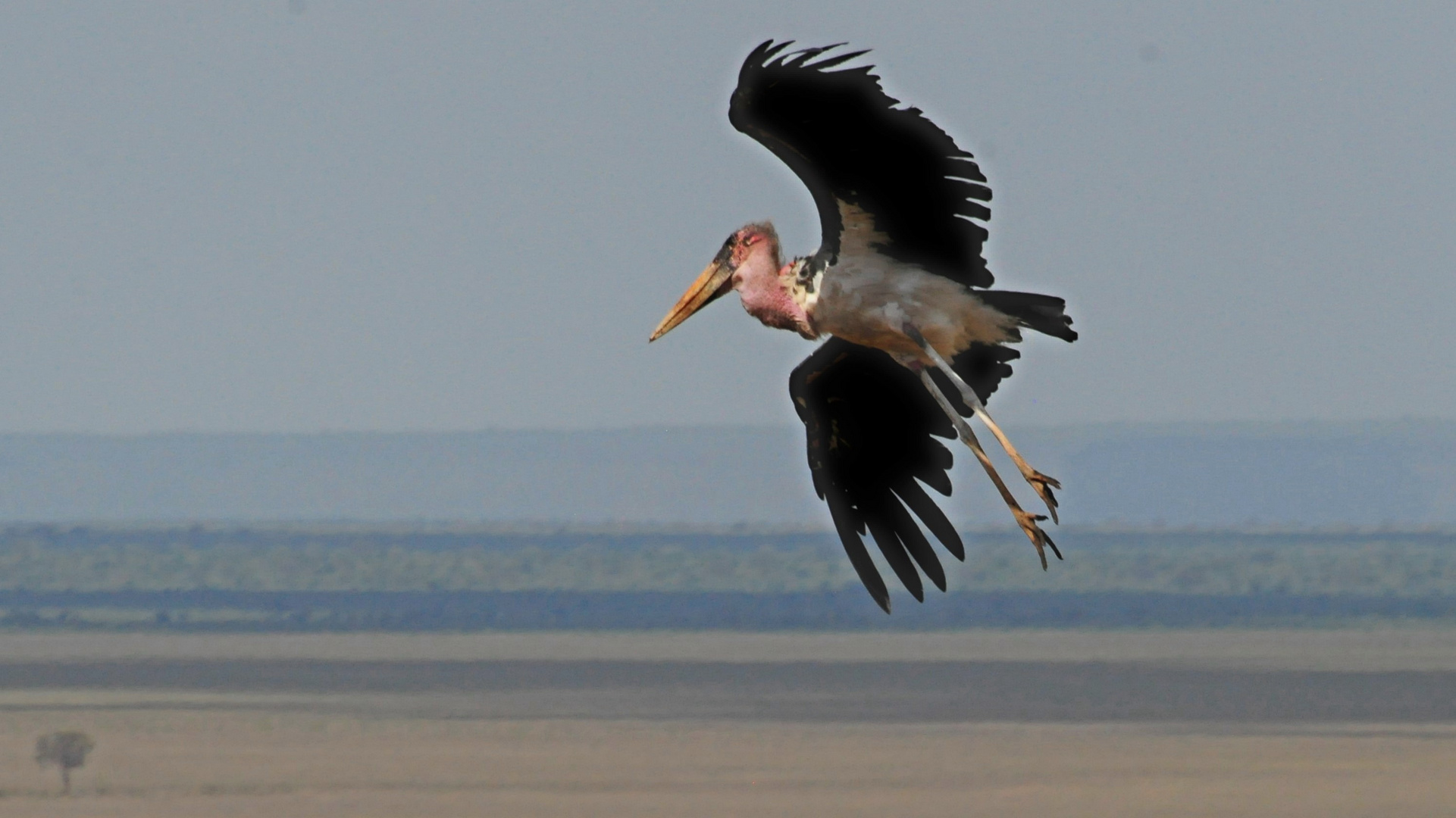 Marabu im Landeanflug