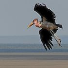 Marabu im Landeanflug