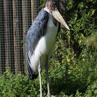 Marabu im Vivarium Darmstadt