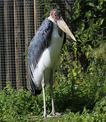 Marabu im Vivarium Darmstadt