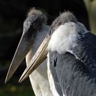 Marabu im Zoo Duisburg