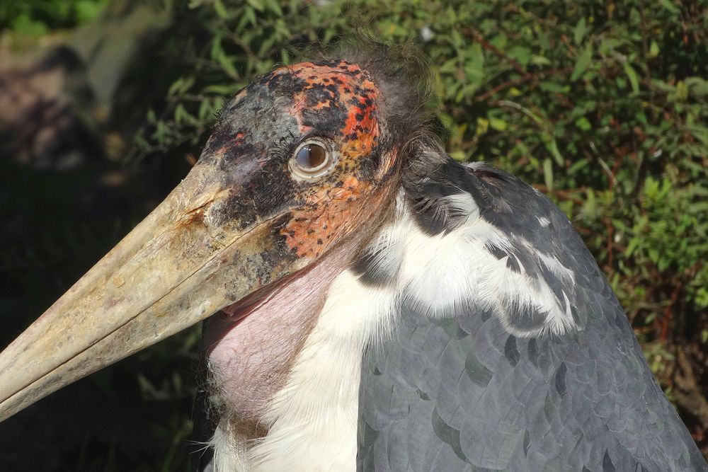 Marabu im Zoo Neuwied