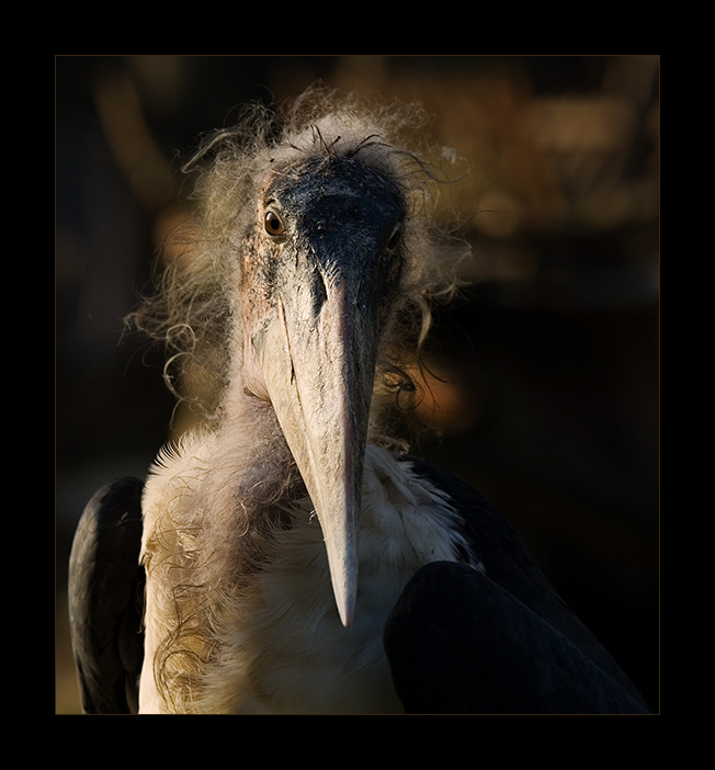 Marabu in der Abendsonne