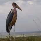 Marabu in der Masai Mara.