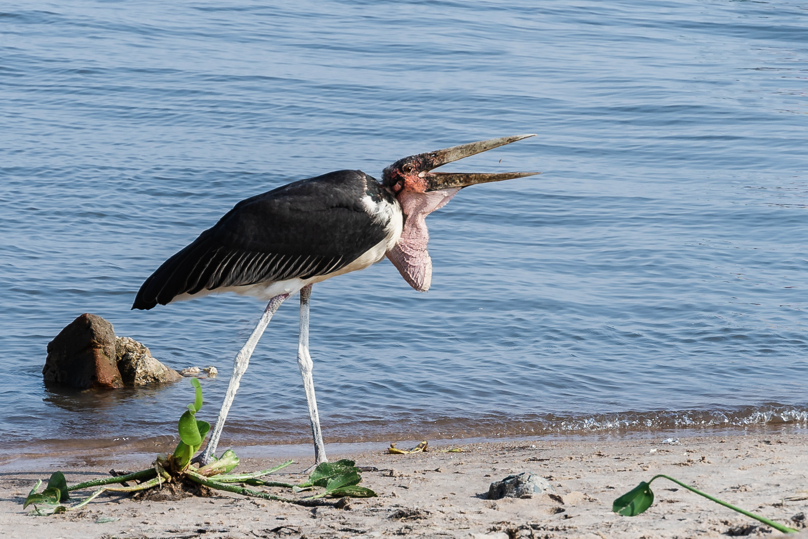 Marabu in der Serengeti