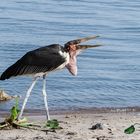 Marabu in der Serengeti