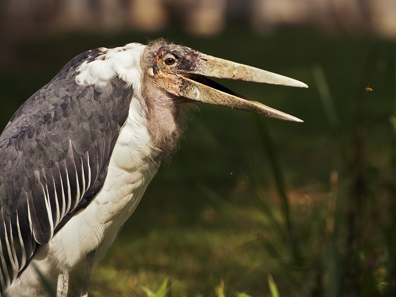 Marabu in Erwartung der Beute