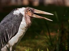 Marabu in Erwartung der Beute