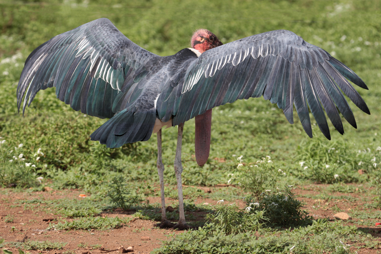 Marabu in ganzer Pracht (Kenia)