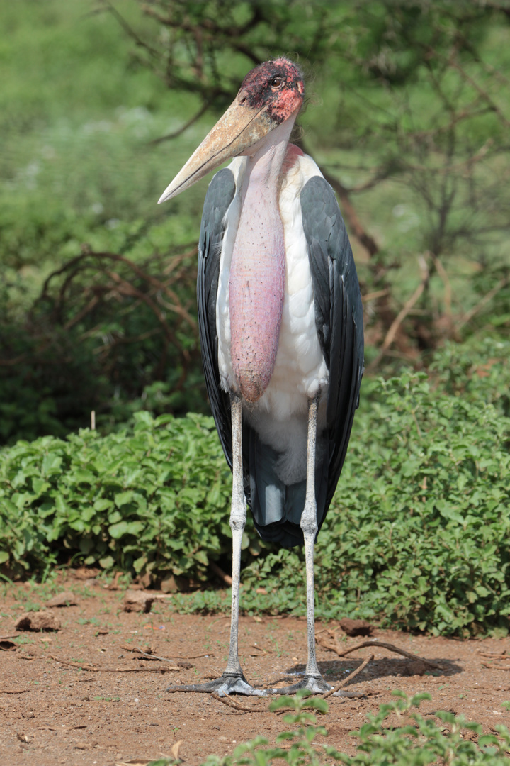 Marabu in Kenia