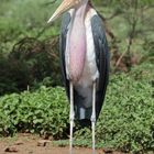 Marabu in Kenia