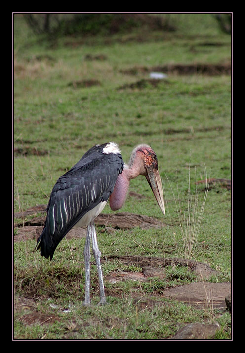 Marabu in Masai Mara