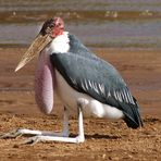 Marabu in seiner ganzen Schönheit