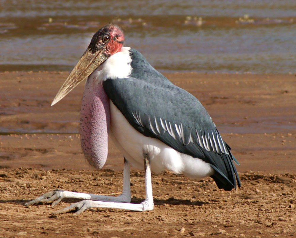 Marabu in seiner ganzen Schönheit