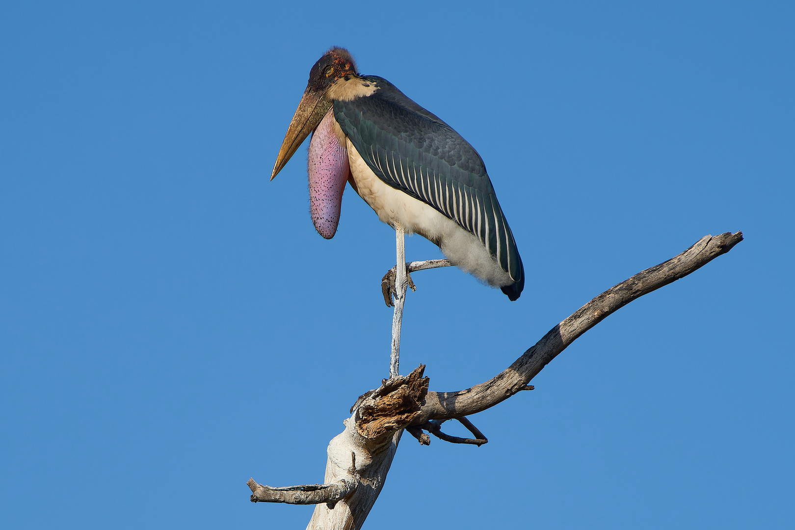 Marabu is Watching You!