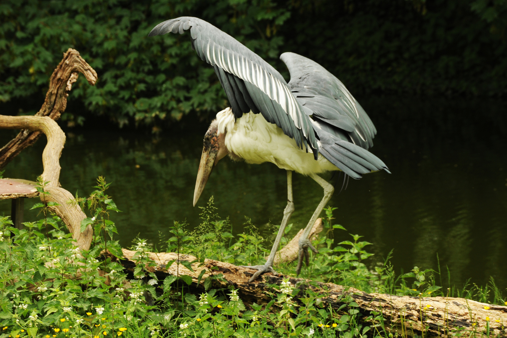 Marabu Köln Zoo 05/2011 06