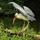 Marabu Köln Zoo 05/2011 06