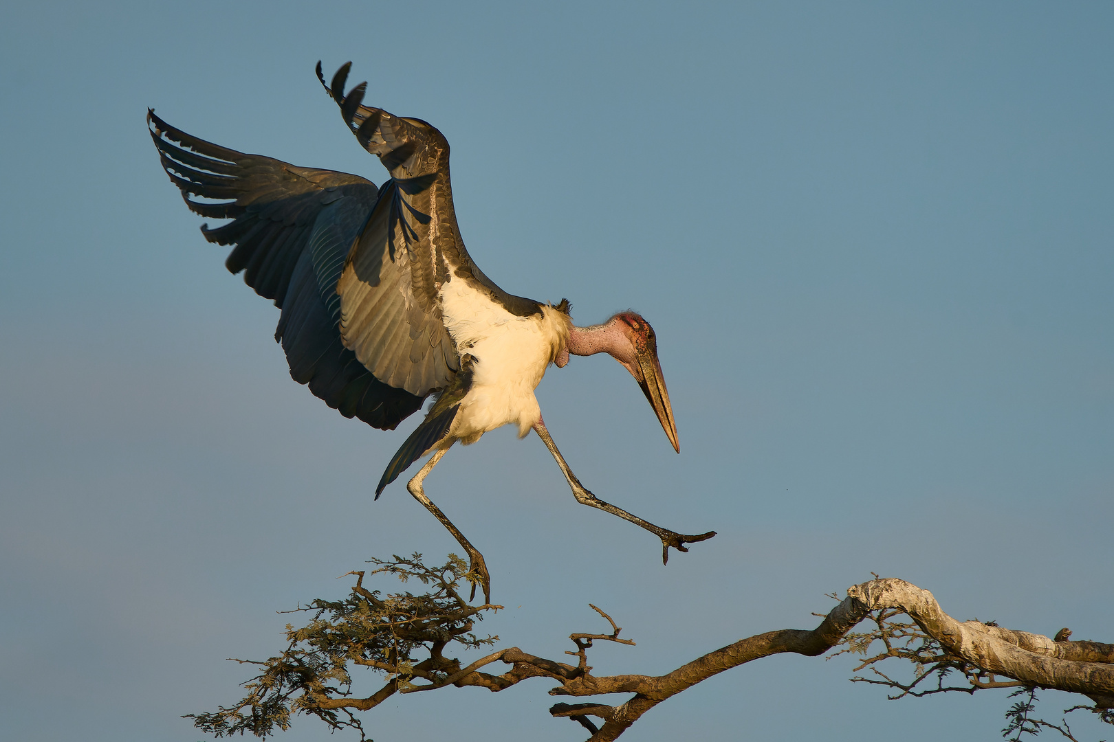 Marabu Landing