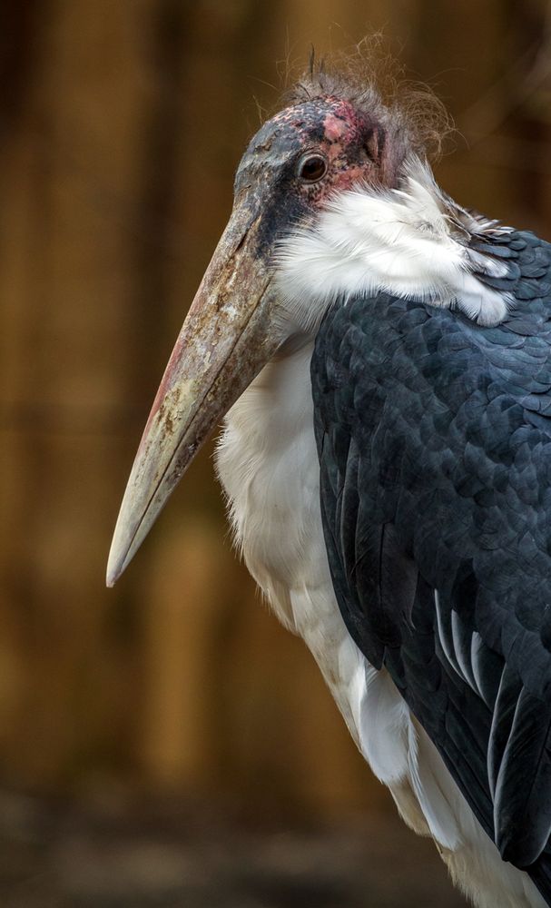 Marabu (Leptoptilos crumeniferus)