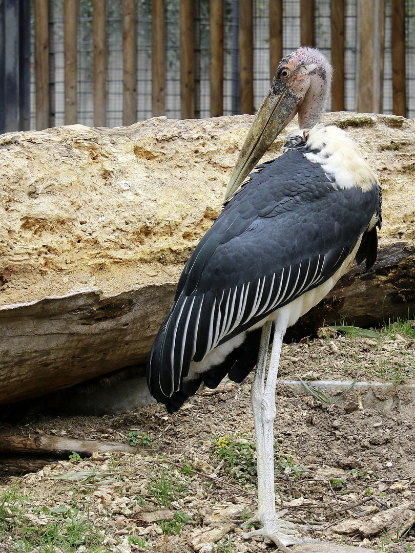 Marabu (Leptoptilos crumeniferus)