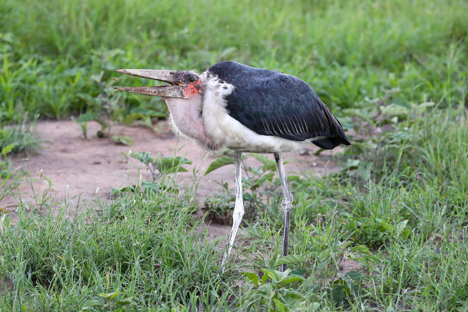 Marabu (Leptoptilos crumeniferus)