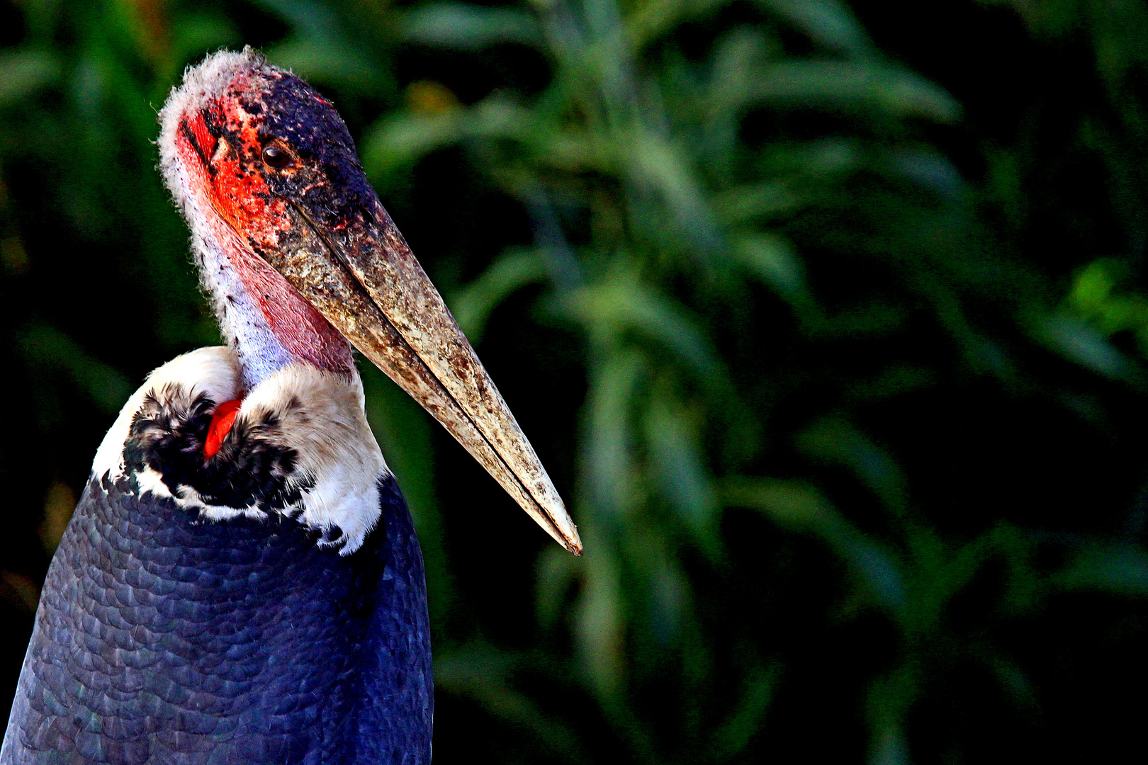 Marabu (Leptoptilos crumeniferus) am Zieway-See, Äthiopien