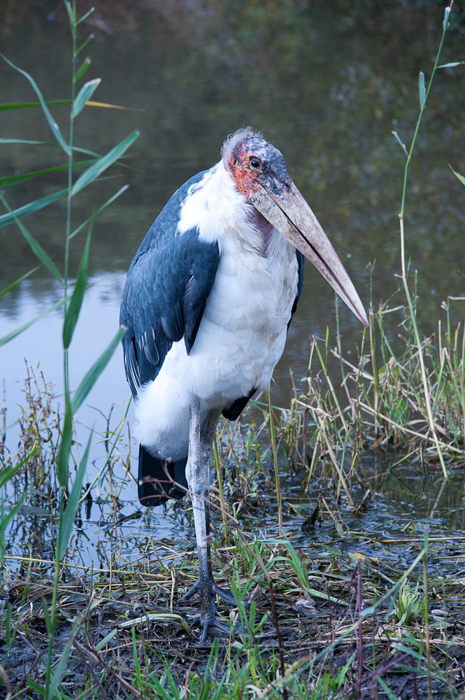 Marabu (Leptoptilos crumeniferus)