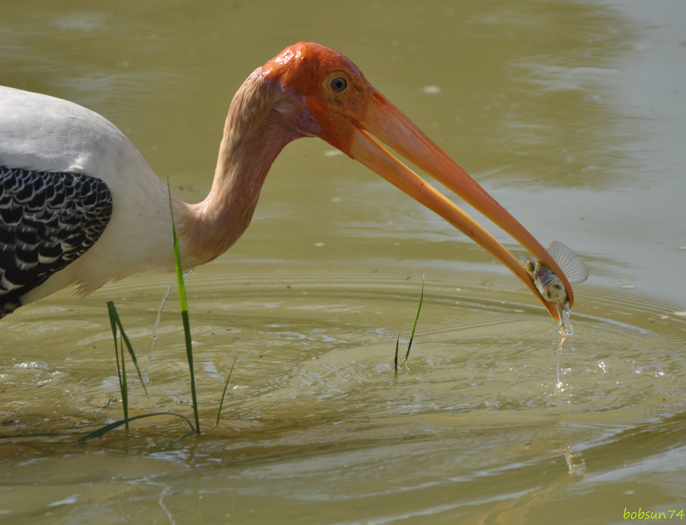 Marabu mit Beute im Yala Nationalpark