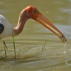 Marabu mit Beute im Yala Nationalpark