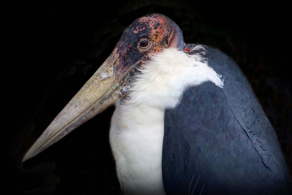 Marabu (Neuwieder Zoo)